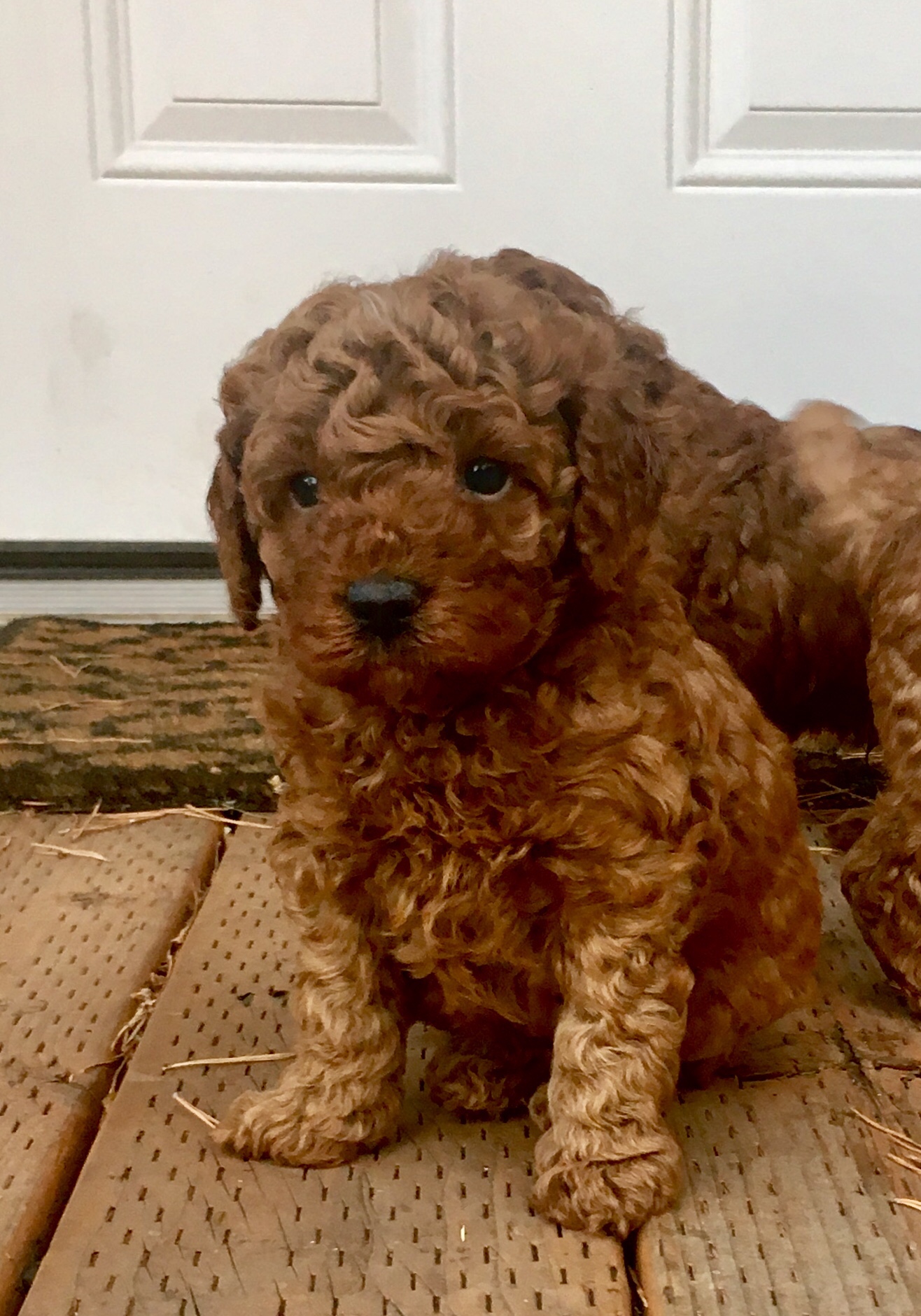 red miniature poodle